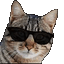 kitty_catkool