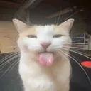 Tired's Terrific Taciturnity! icon